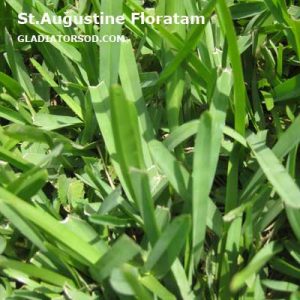 What Is The Difference Between Bahia And Floratam? – Gladiator Sod