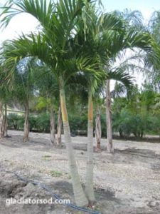 Adonidia (Christmas Palm) Double Trunk B&B