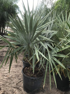 Bismarck Palm (25 Gallon)