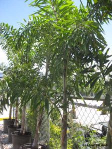 Foxtail Palm (15 Gallon)