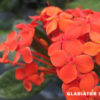 Orange Ixora