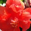 Hibiscus