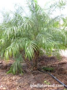 Robellini Multi-trunk B&B