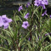 Ruella (Mexican Petunia)